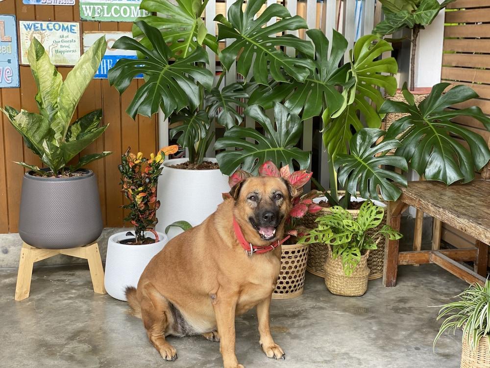 Ideo Phuket Hotel - Sha Extra Plus Nai Yang Bagian luar foto
